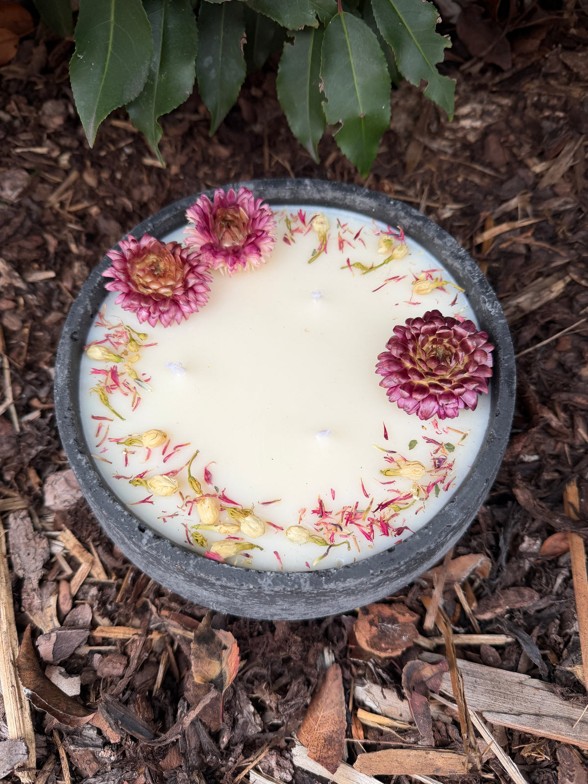 XL Betonkerze "Big Bloom" (18cm) aus grauem Beton. Runde Schale mit 3 Baumwolldochten und 520g veganem Sojawachs. Handdekoriert mit rosa Strohblumen und kleinen Knospen. Handgegossen im Schwarzwald.